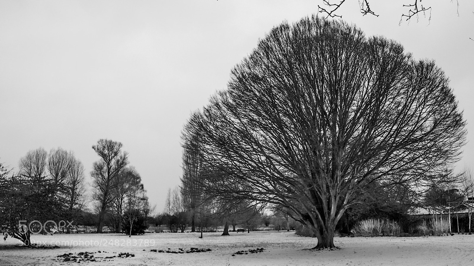 Canon EOS 750D (EOS Rebel T6i / EOS Kiss X8i) sample photo. Winter beauty photography