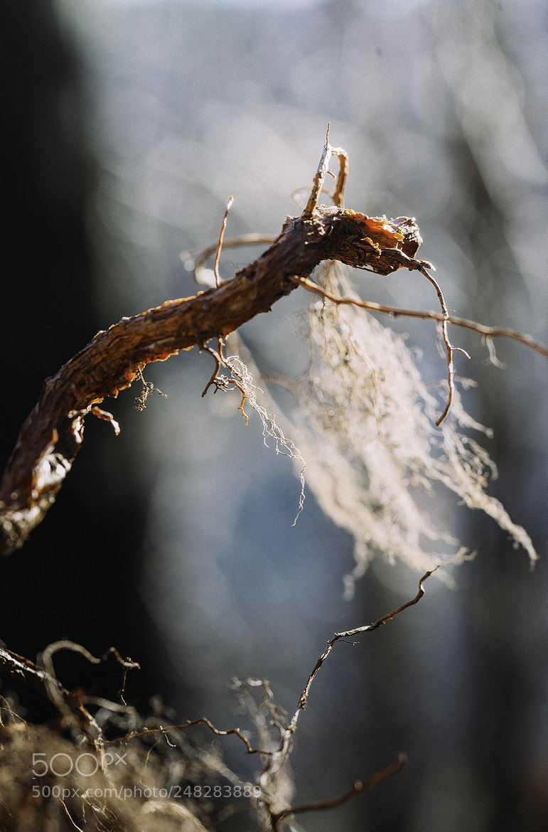 Nikon D600 sample photo. 180305 photography