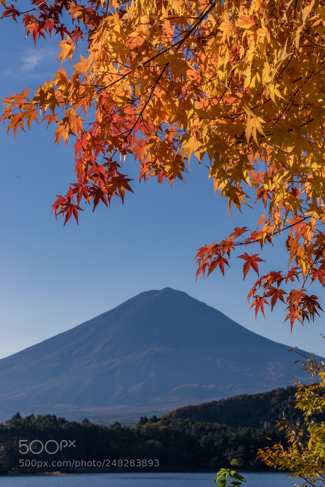 Sony a7R sample photo. Autumn fuji photography