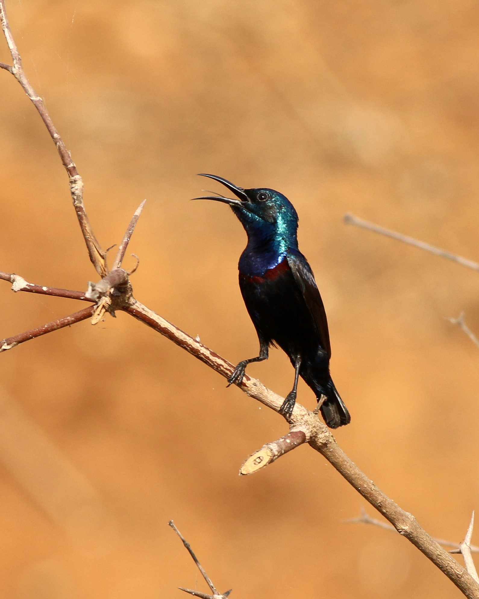 Canon EF 70-300 F4-5.6 IS II USM sample photo. Purple sunbird photography