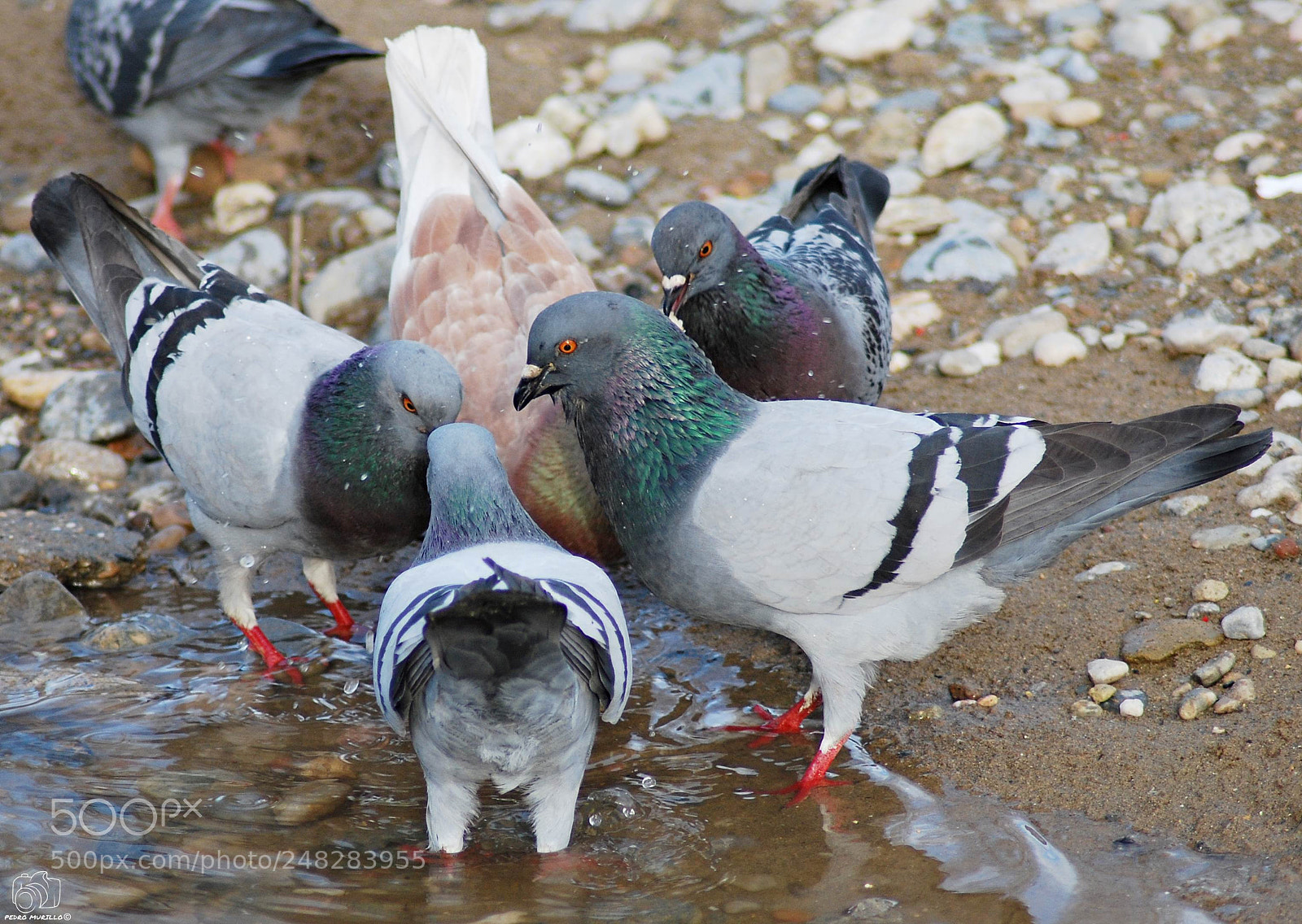 Nikon D60 sample photo. Untitled photography