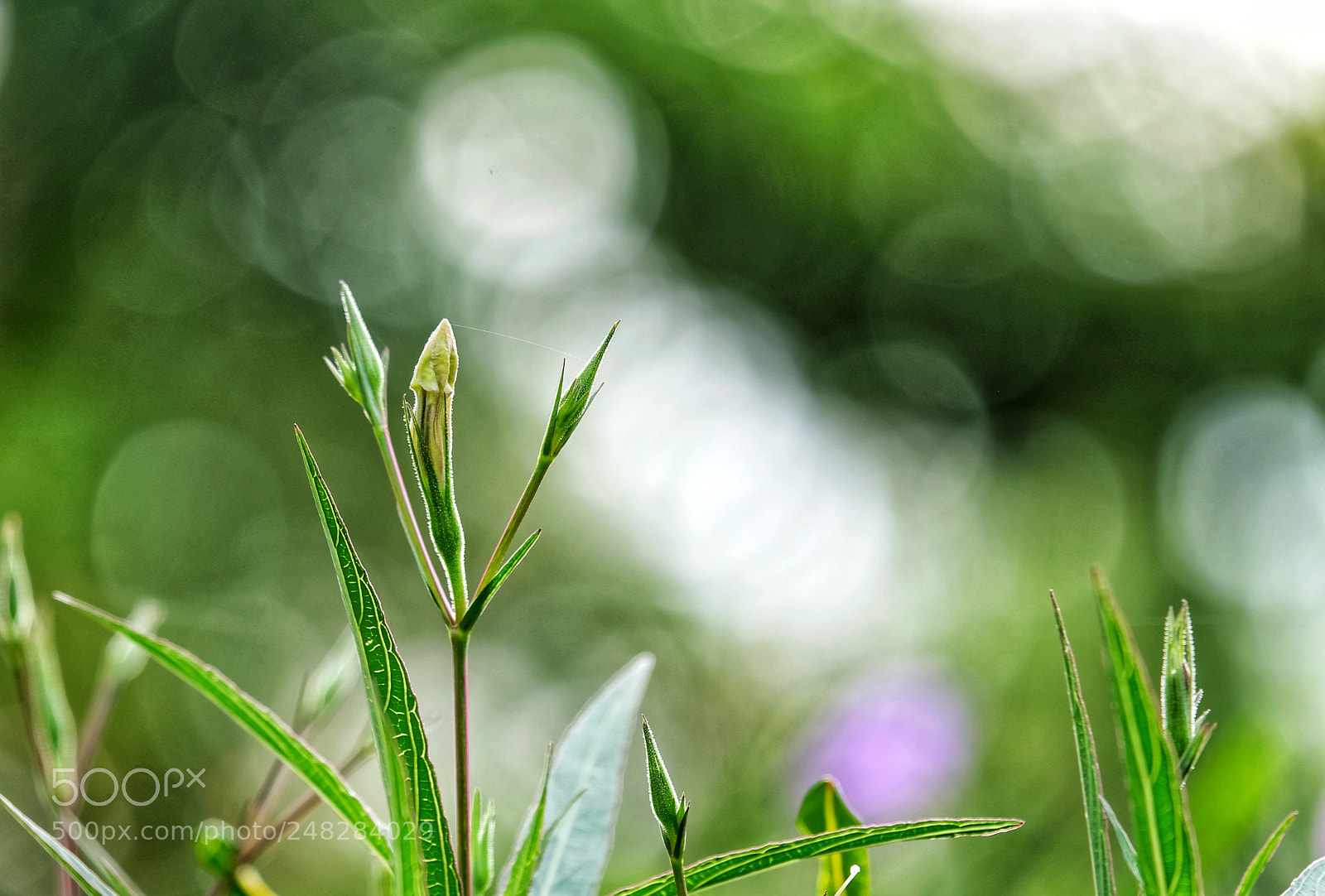 Fujifilm X-T20 sample photo. Green style photography