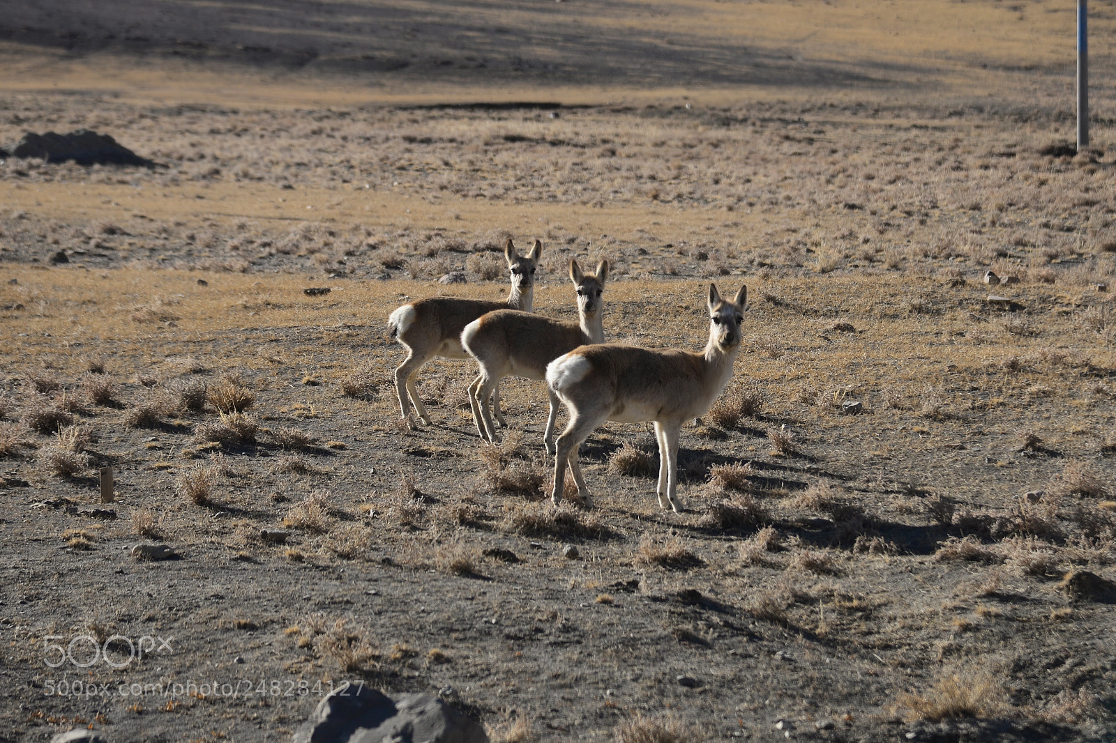 Nikon D610 sample photo. Close attention photography