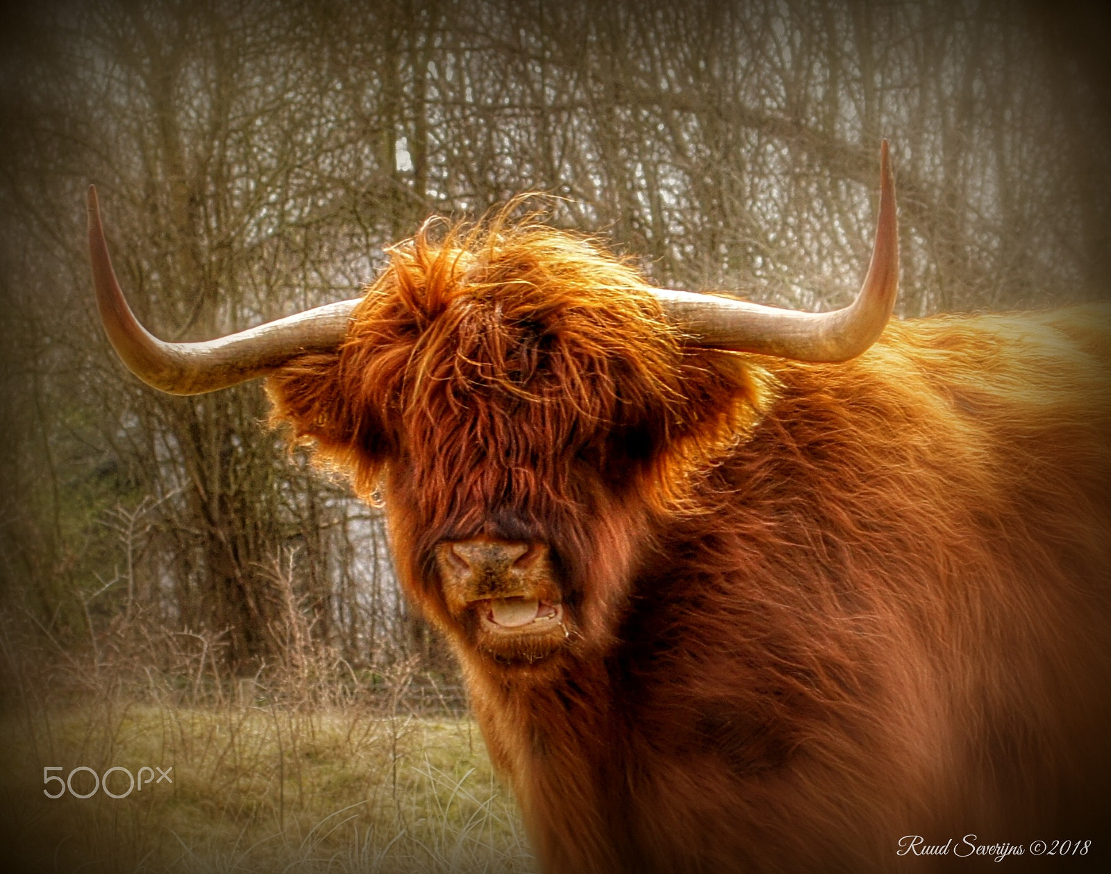 Sony Alpha DSLR-A550 sample photo. Schotse hooglander photography