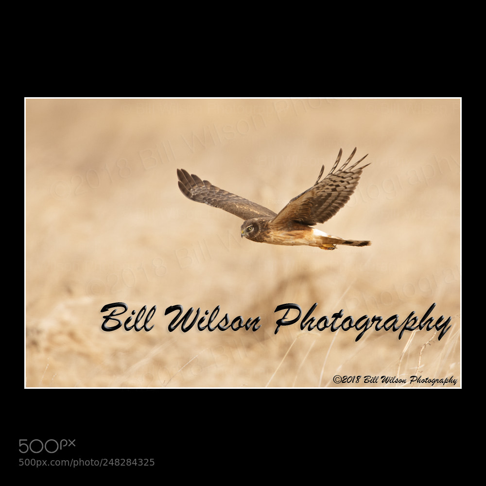 Nikon D500 sample photo. Northern harrier photography