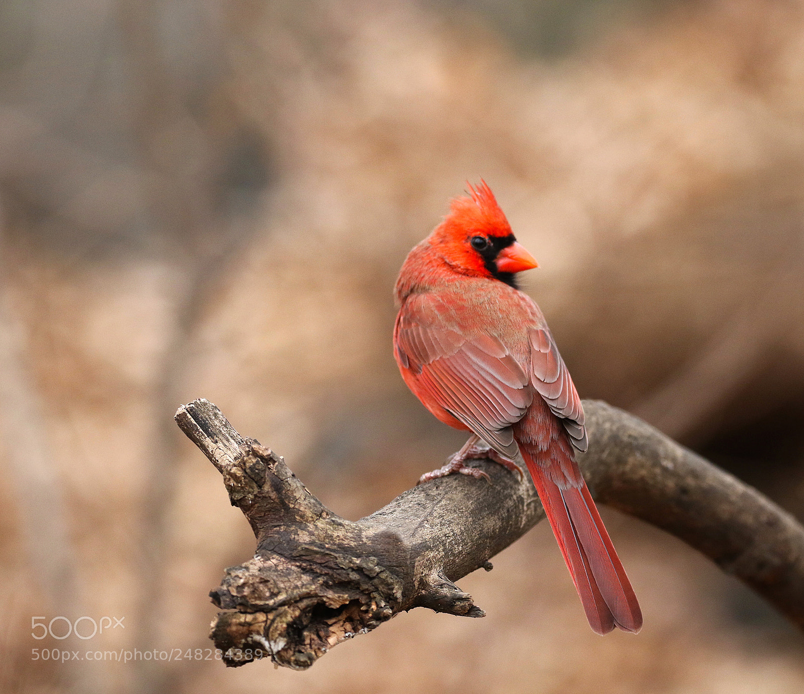 Canon EOS 7D Mark II sample photo. Cardinal rules photography