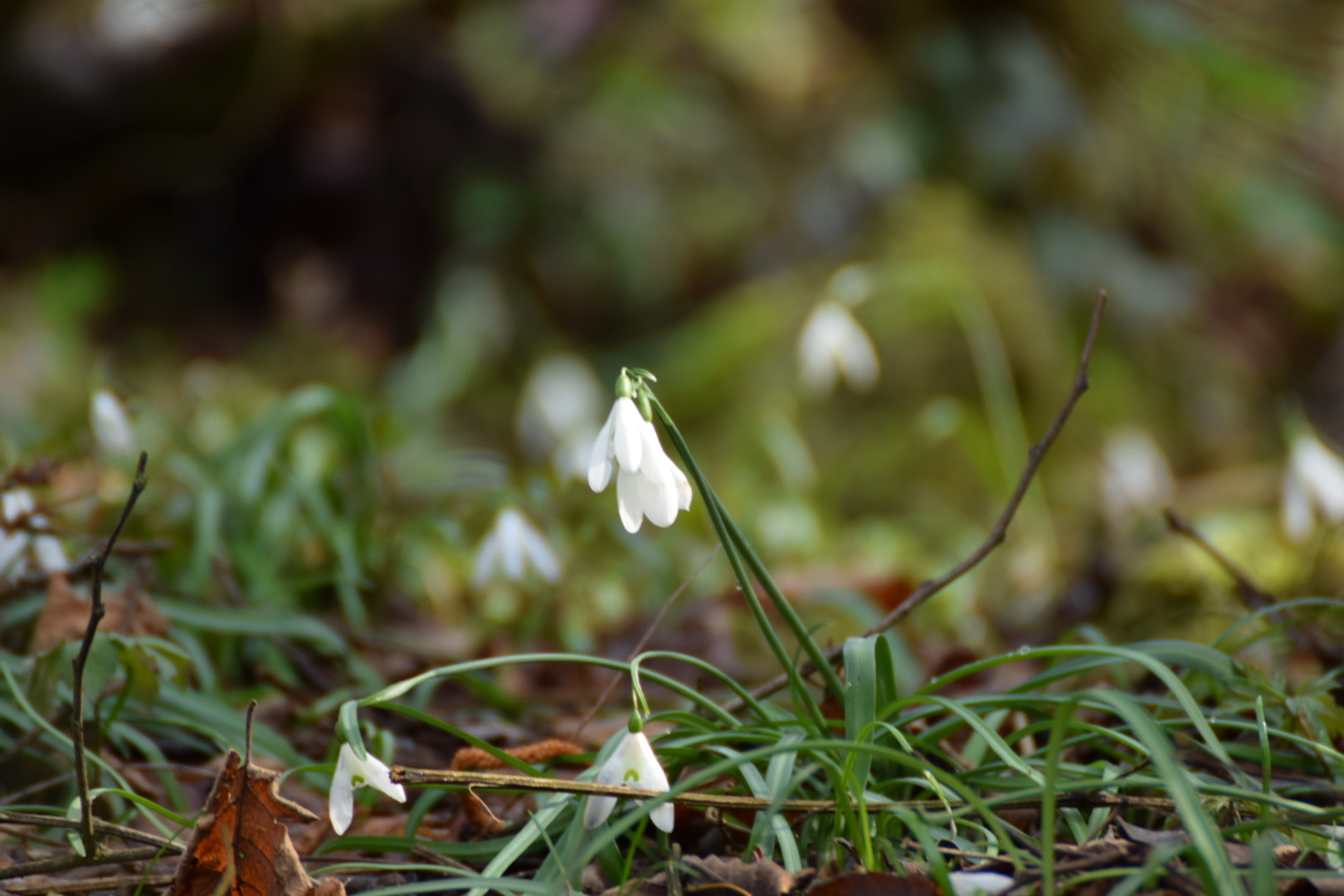 Nikon D5300 sample photo. Risveglio photography