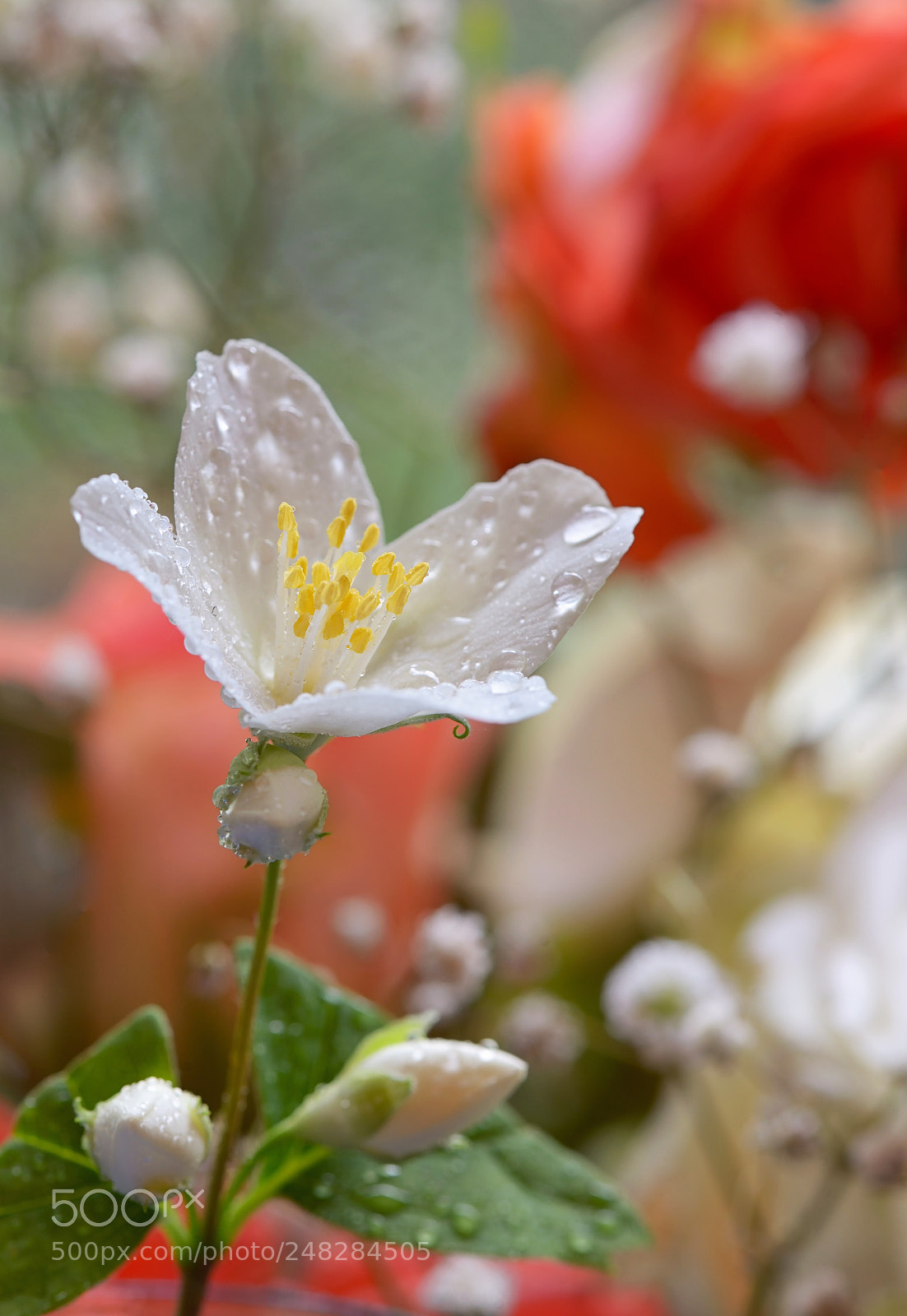 Nikon D610 sample photo. White jasmine flower and photography