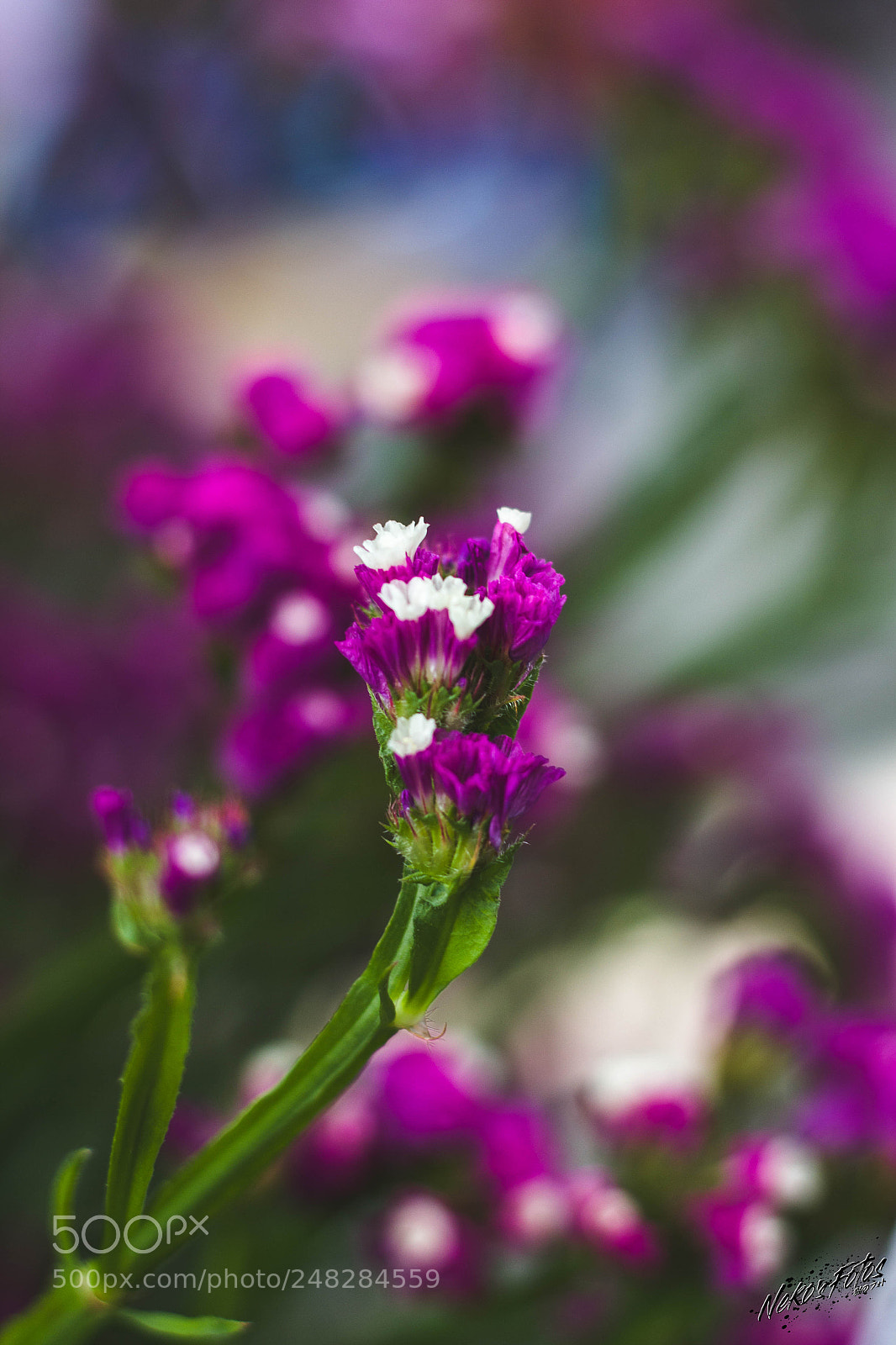 Canon EOS 60D sample photo. Noname9 photography