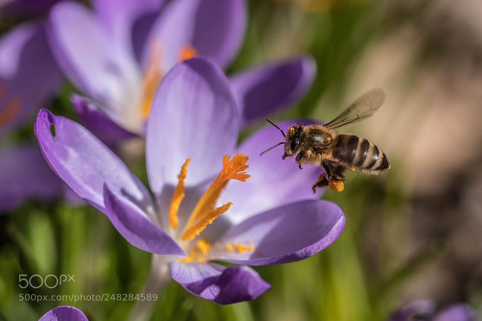 Nikon D500 sample photo. Spring is coming soon! photography