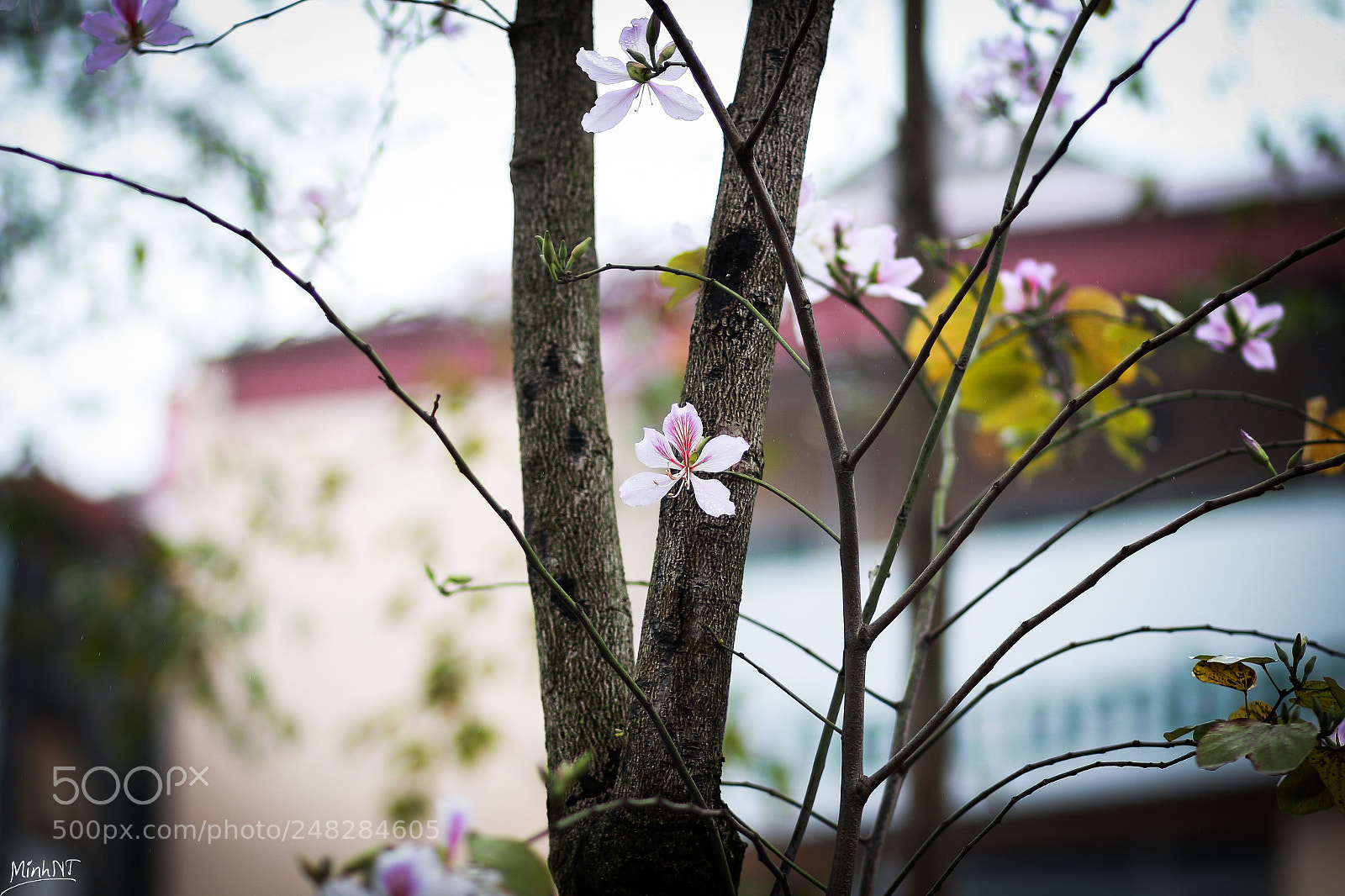 Canon EOS 700D (EOS Rebel T5i / EOS Kiss X7i) sample photo. Img photography