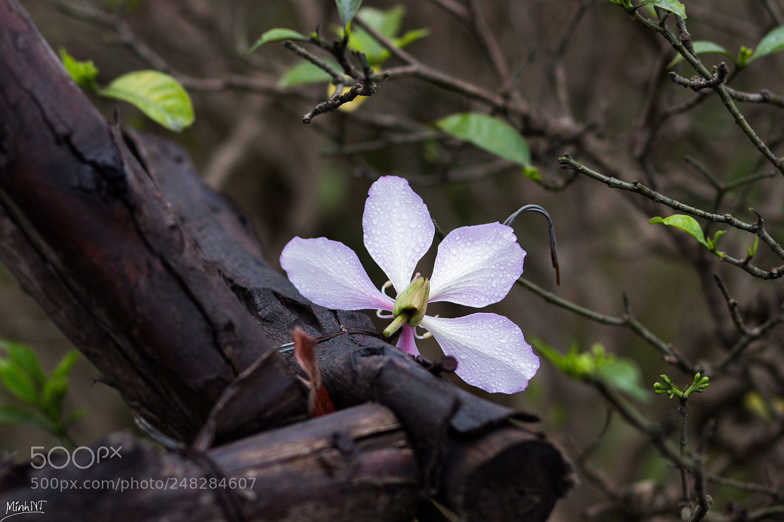 Canon EOS 700D (EOS Rebel T5i / EOS Kiss X7i) sample photo. Img photography