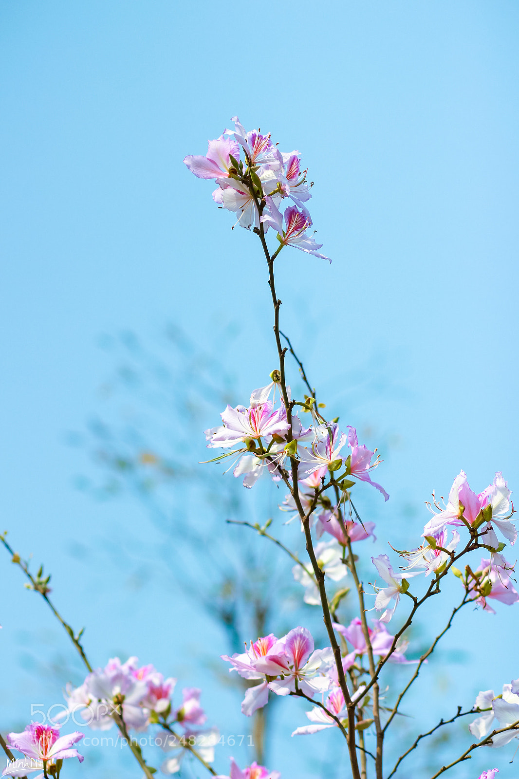 Canon EOS 700D (EOS Rebel T5i / EOS Kiss X7i) sample photo. Img photography