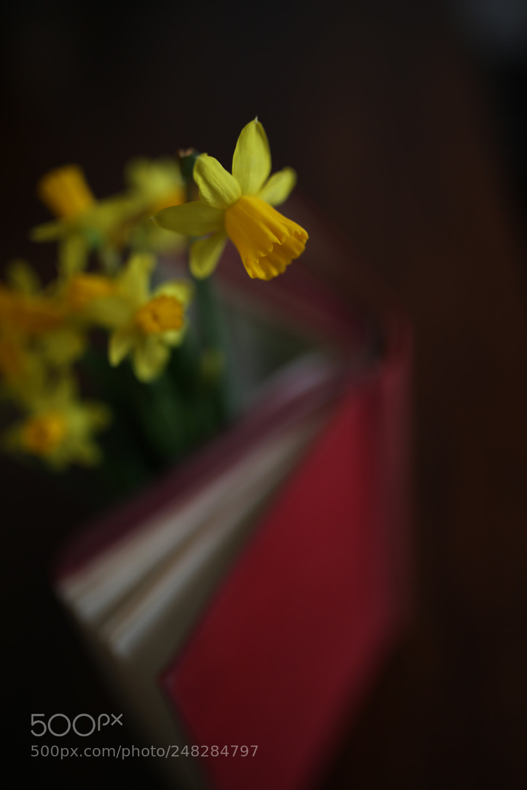 Sigma 35mm F1.4 DG HSM Art sample photo. Nárcisz photography