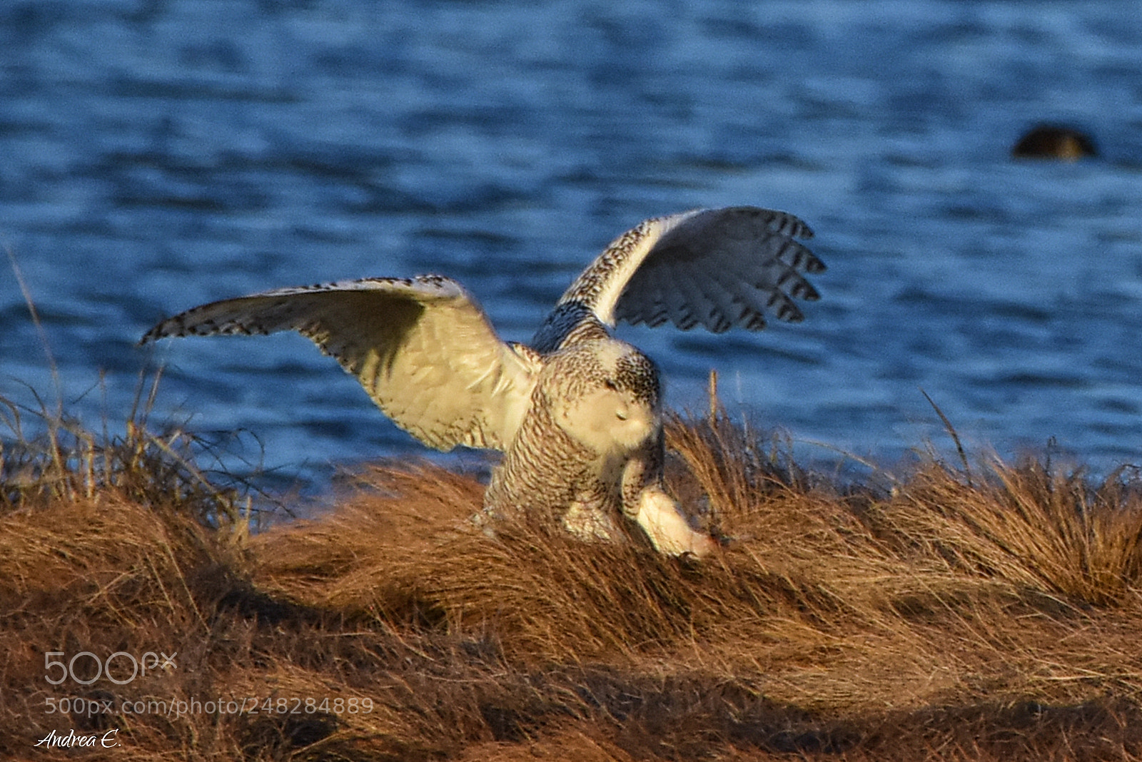 Nikon D7200 sample photo. Snowy owl landing 2 photography