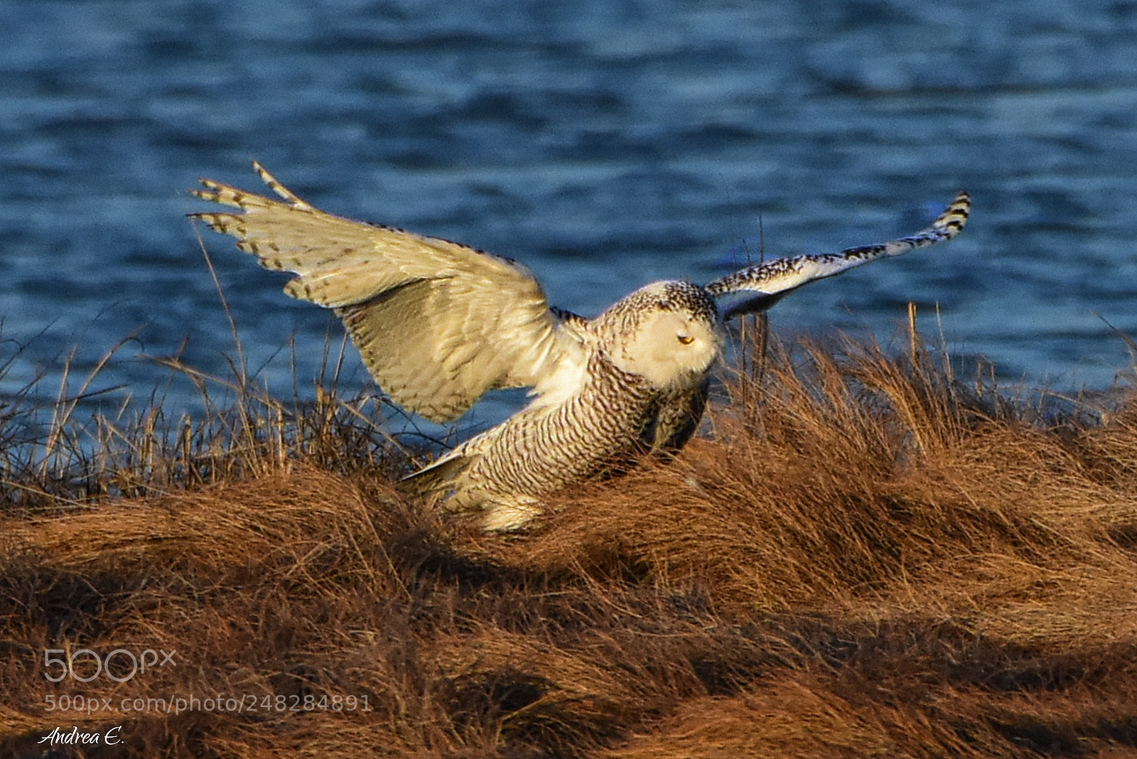 Nikon D7200 sample photo. Snowy owl landing 1 photography