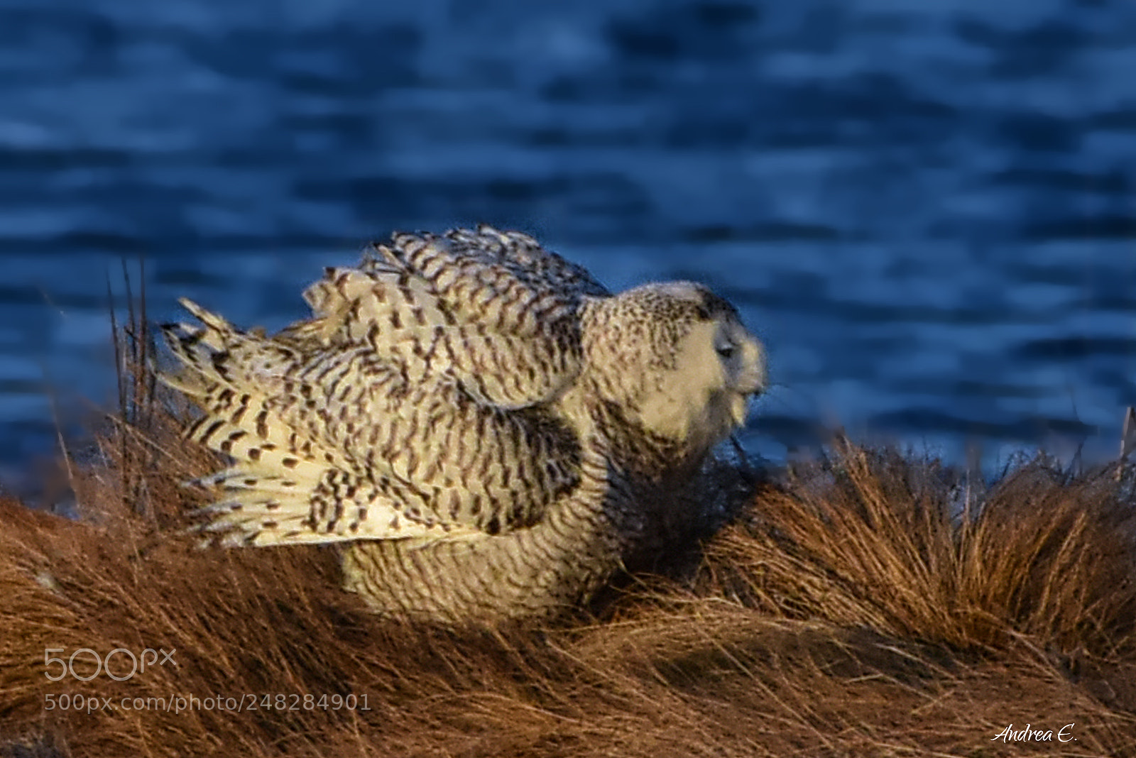 Nikon D7200 sample photo. Snowy owl fluffing :) photography