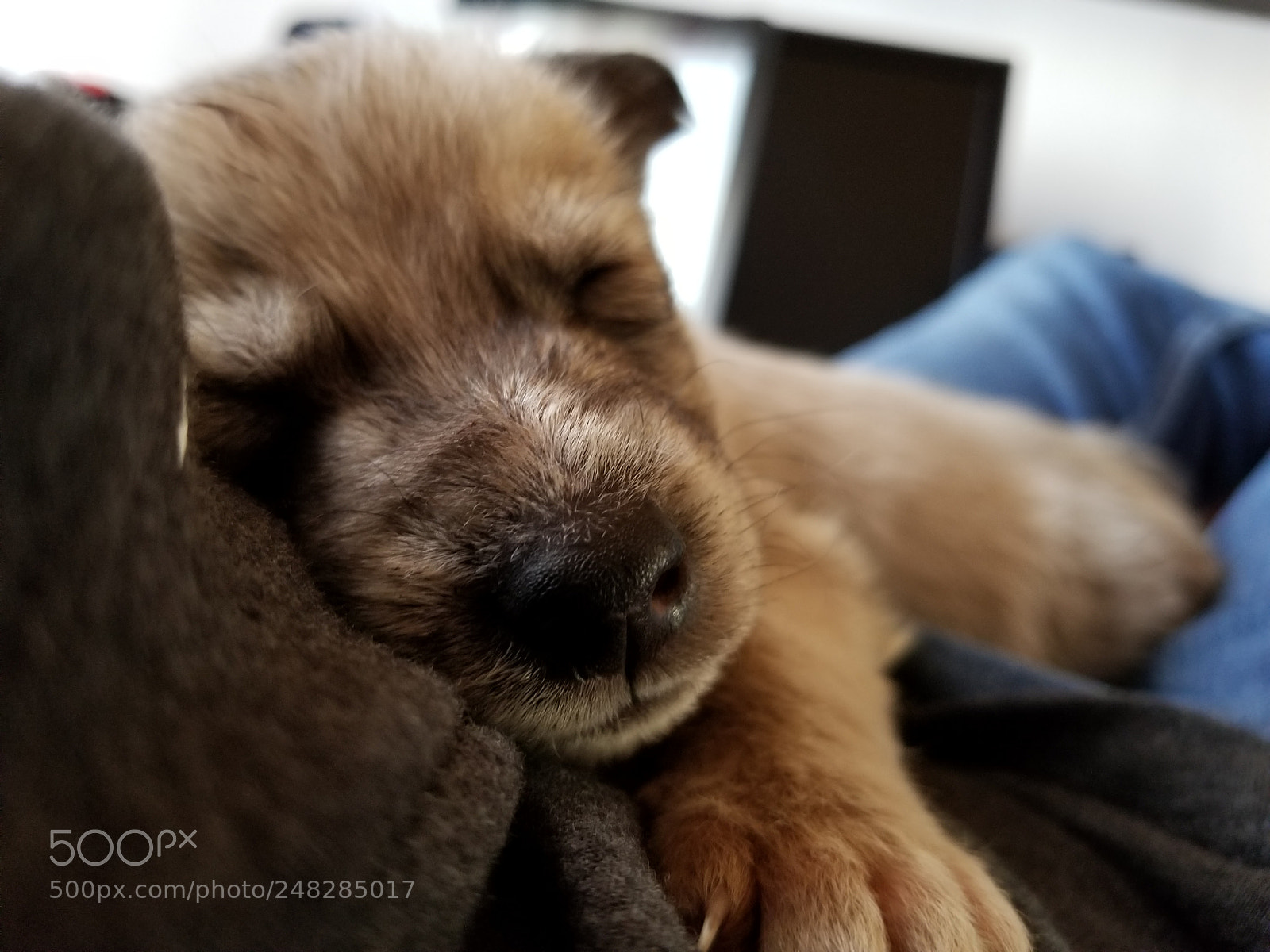 Samsung Galaxy S8+ sample photo. Sleeping puppy photography