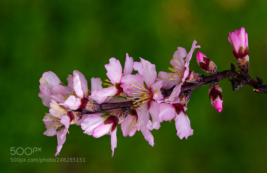 Pentax K20D sample photo. Spring time. photography