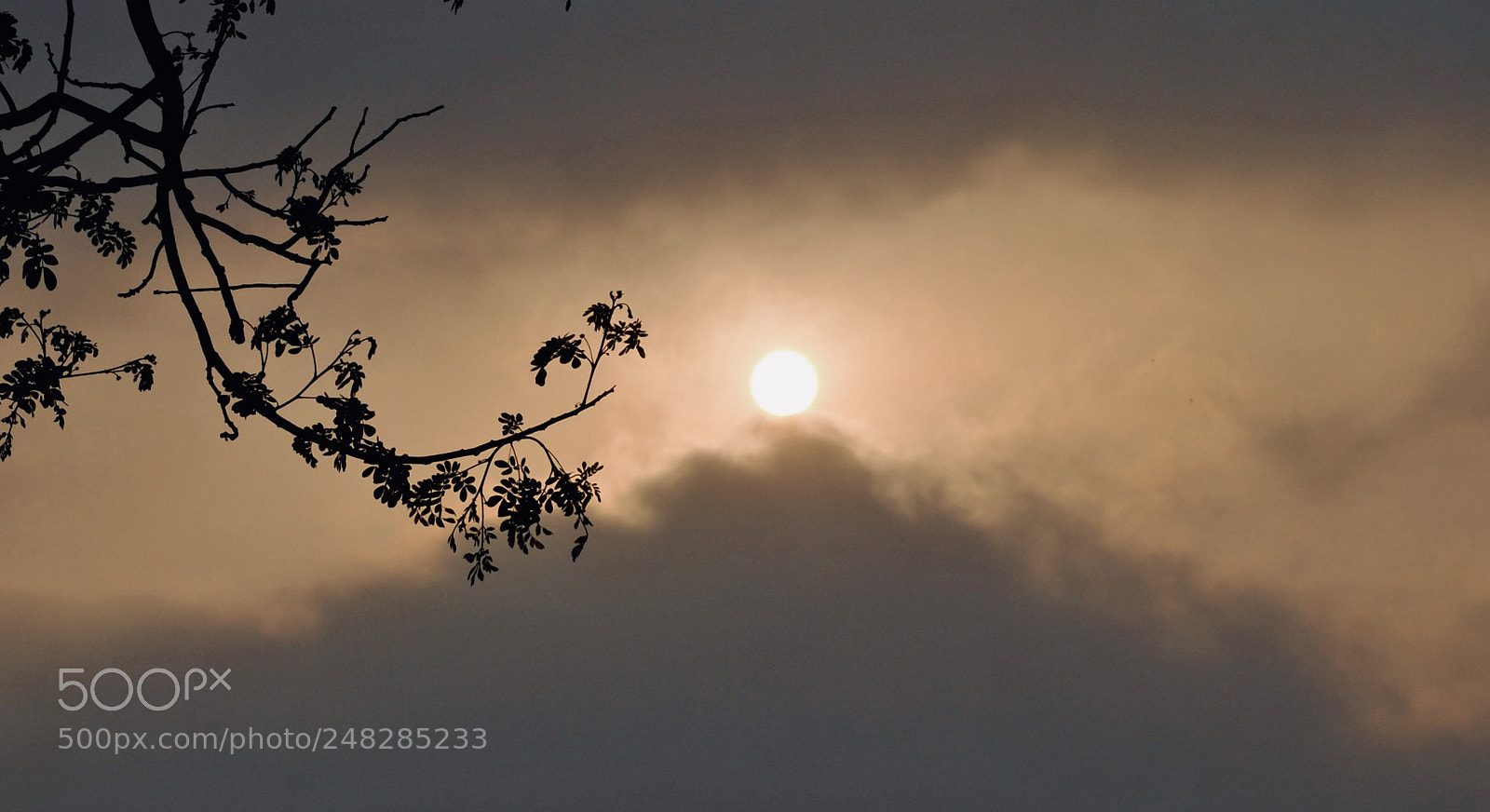 Nikon D3000 sample photo. Show stopper photography
