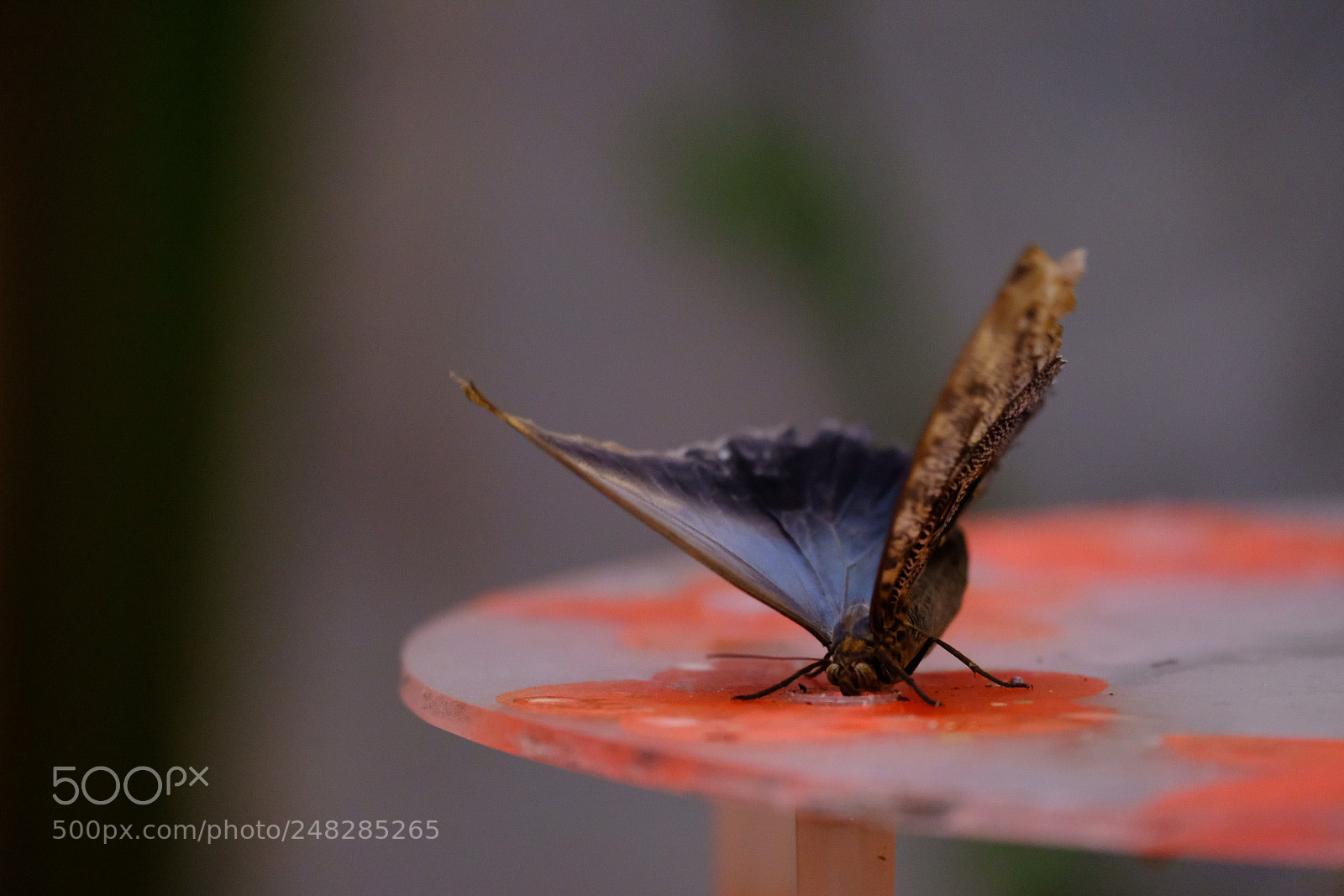 Fujifilm X-Pro2 sample photo. Papillon. photography