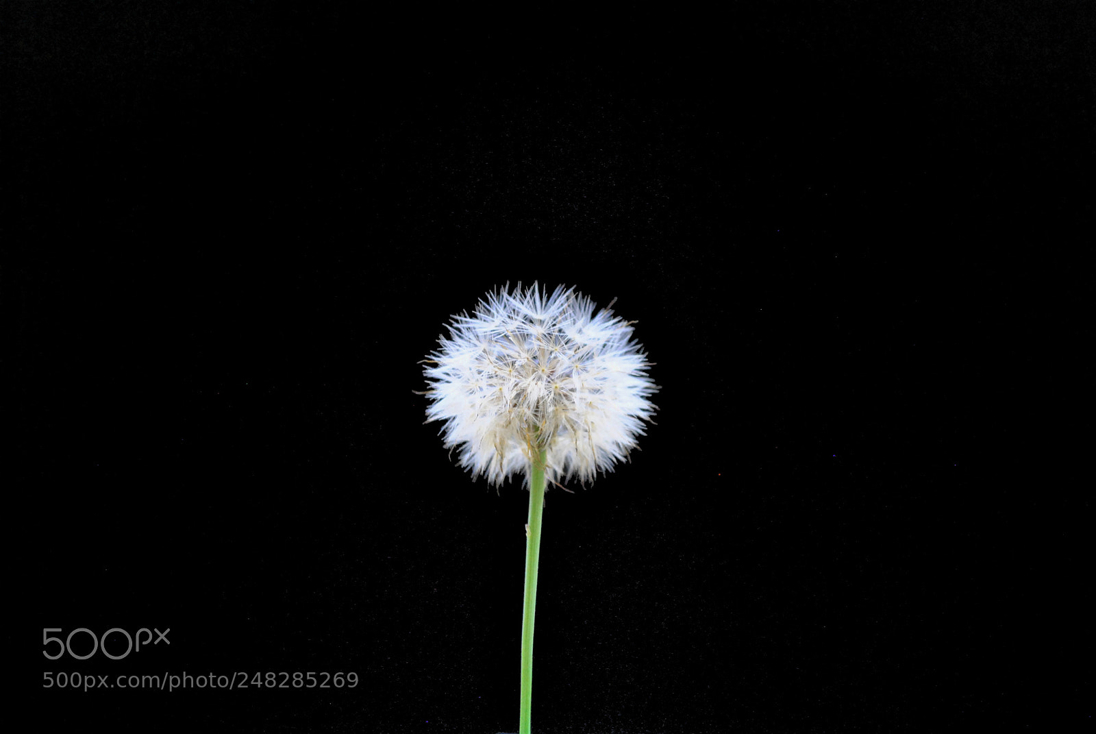 Nikon D3000 sample photo. Dandelion photography