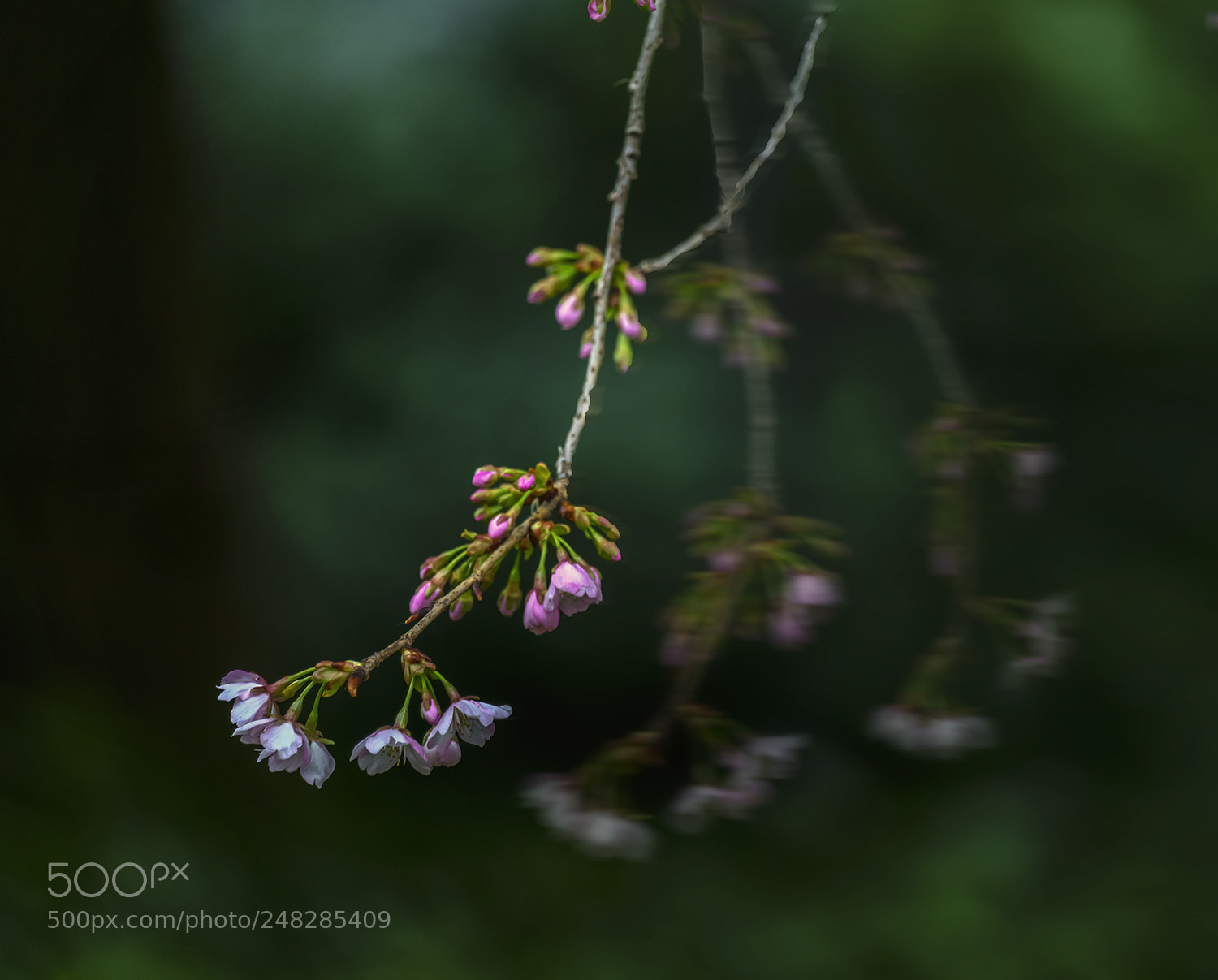 Sony a7R II sample photo. Rocking cherryblossom photography