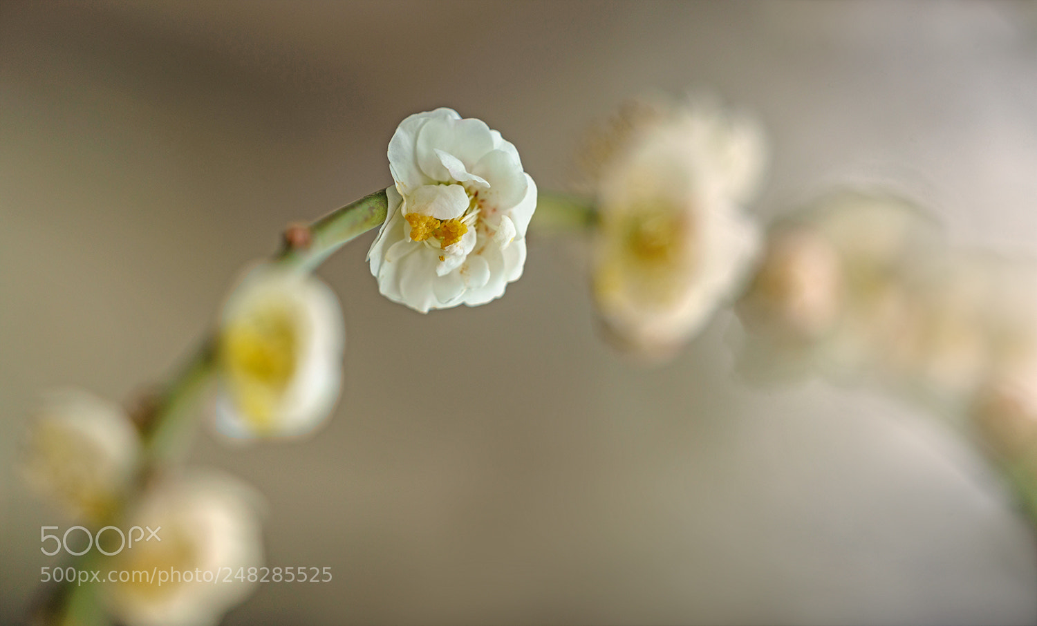 Sony a7R II sample photo. Plum blossom photography