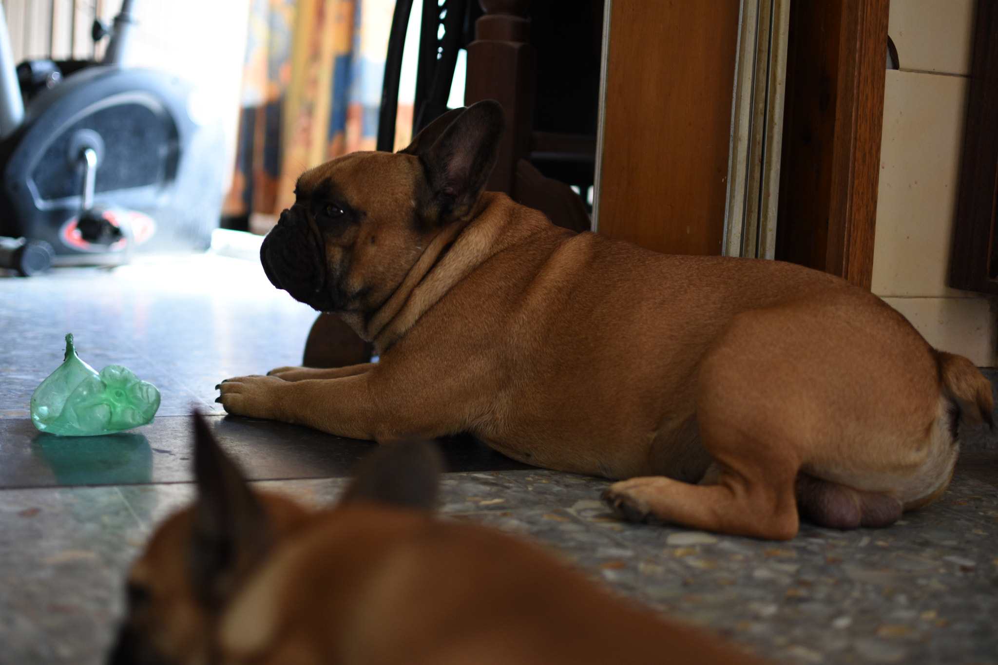 Nikon D3400 + Nikon AF-S DX Nikkor 35mm F1.8G sample photo. Otto !!! photography