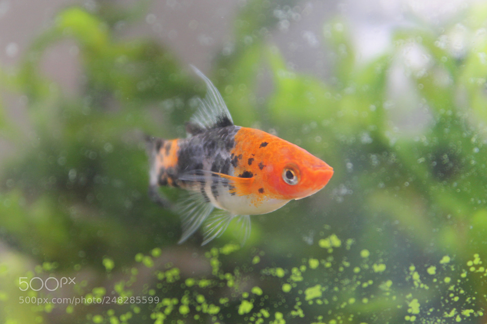 Canon EOS 1100D (EOS Rebel T3 / EOS Kiss X50) sample photo. Fish photography