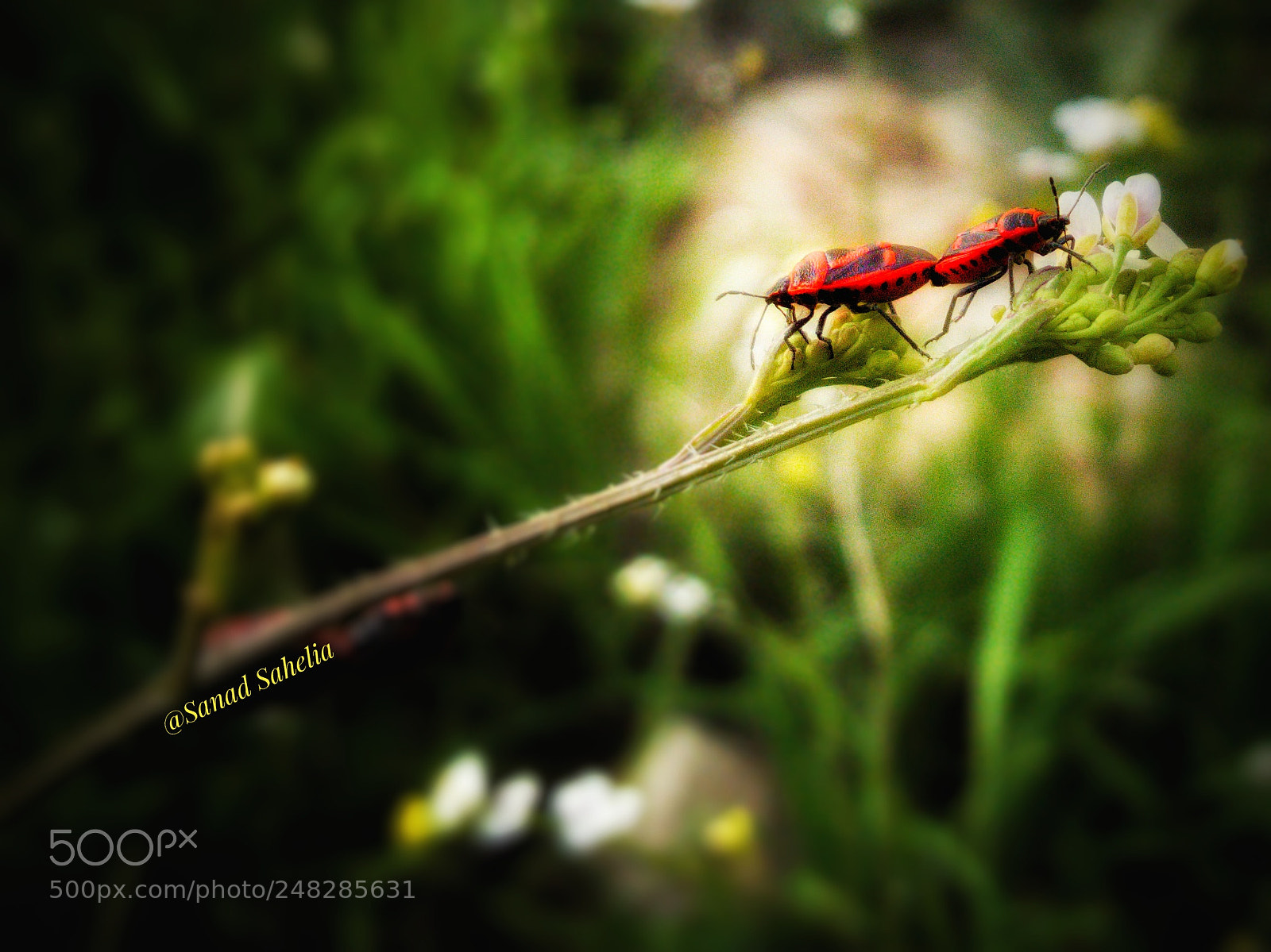 Samsung GALAXY S6 edge sample photo. Mating photography
