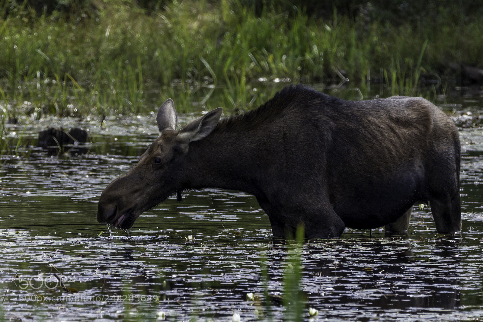 Canon EOS 700D (EOS Rebel T5i / EOS Kiss X7i) sample photo. Cow moose photography