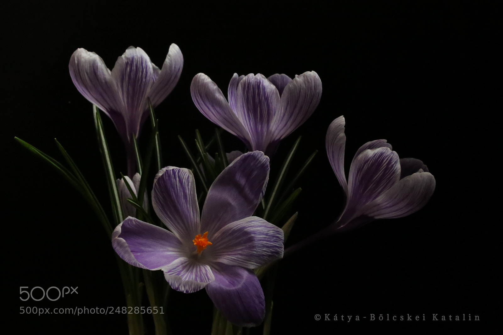 Sigma 35mm F1.4 DG HSM Art sample photo. Crocus photography