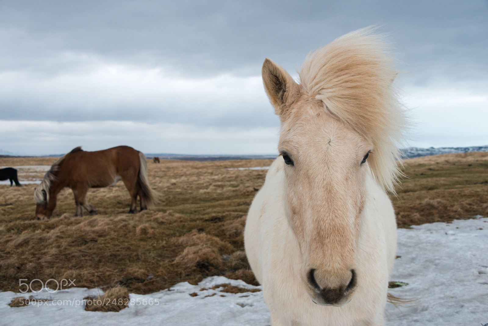 Nikon D800 sample photo. Iceland february 2018 photography