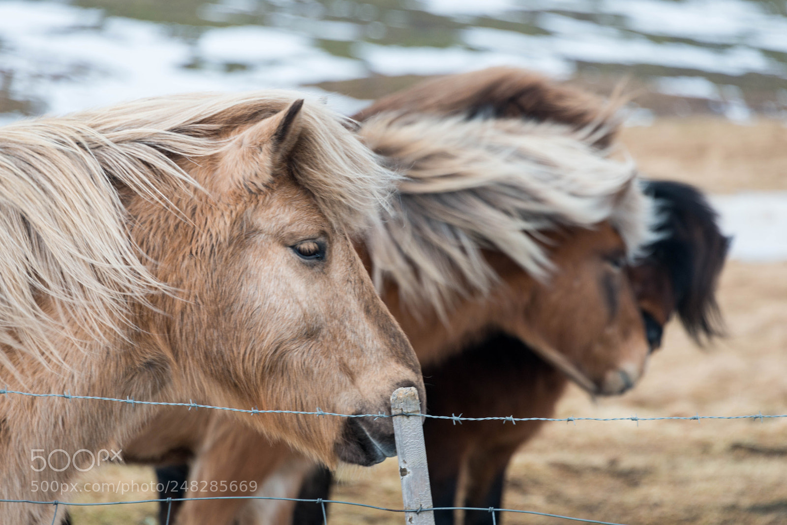 Nikon D800 sample photo. Iceland february 2018 photography