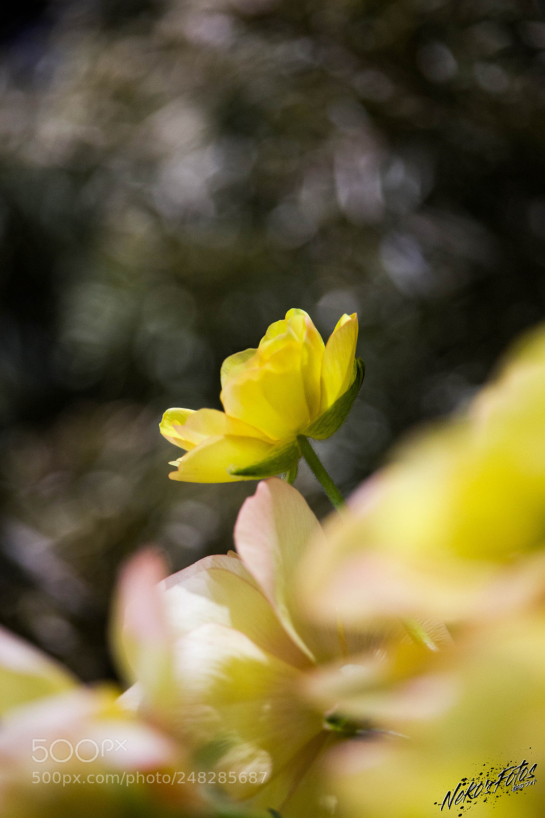 Canon EOS 60D sample photo. Noname10 photography