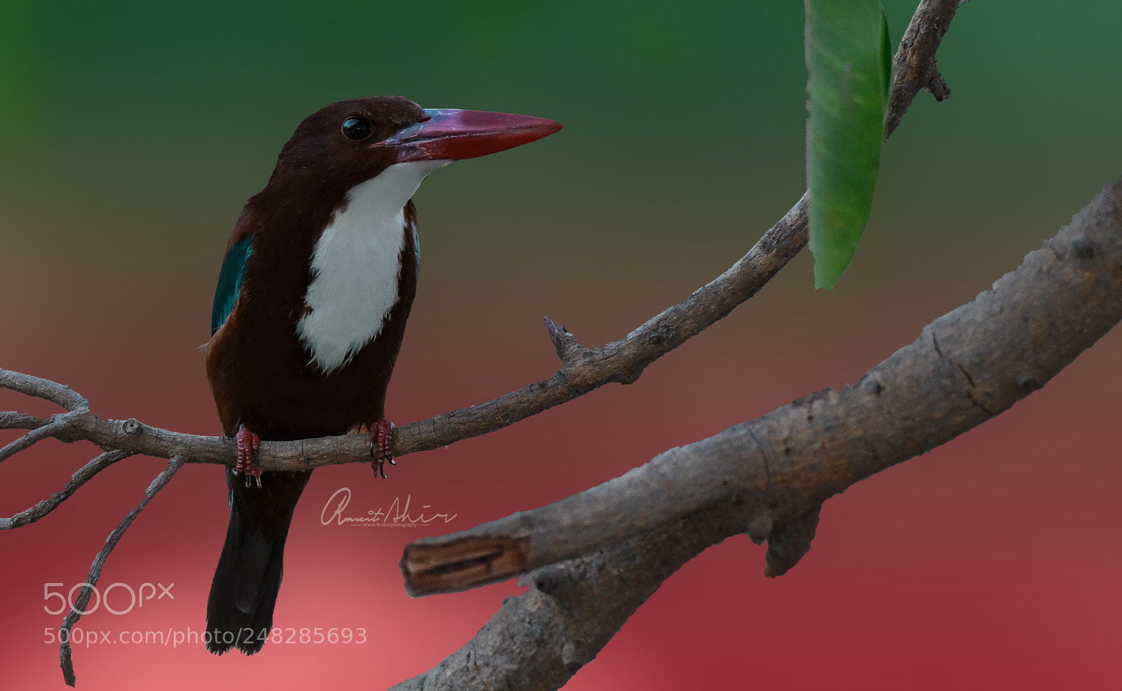 Nikon D500 sample photo. White throated kingfisher photography