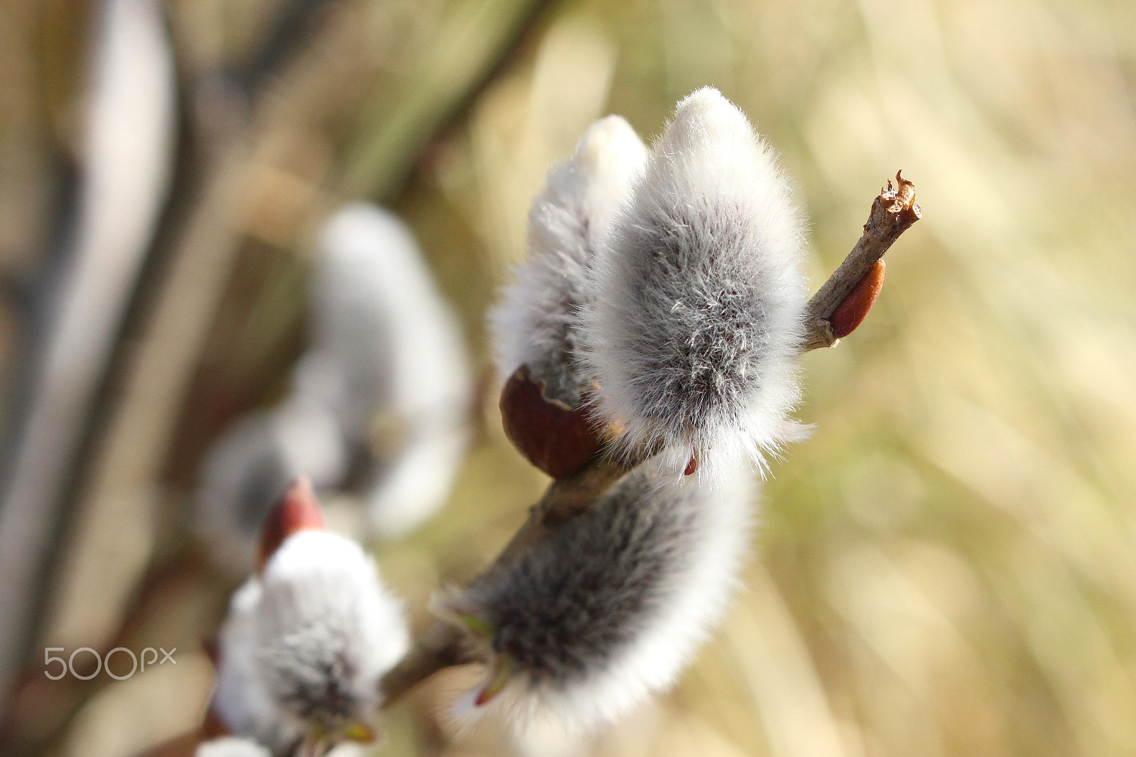 Canon EOS 100D (EOS Rebel SL1 / EOS Kiss X7) sample photo. Fluffy photography