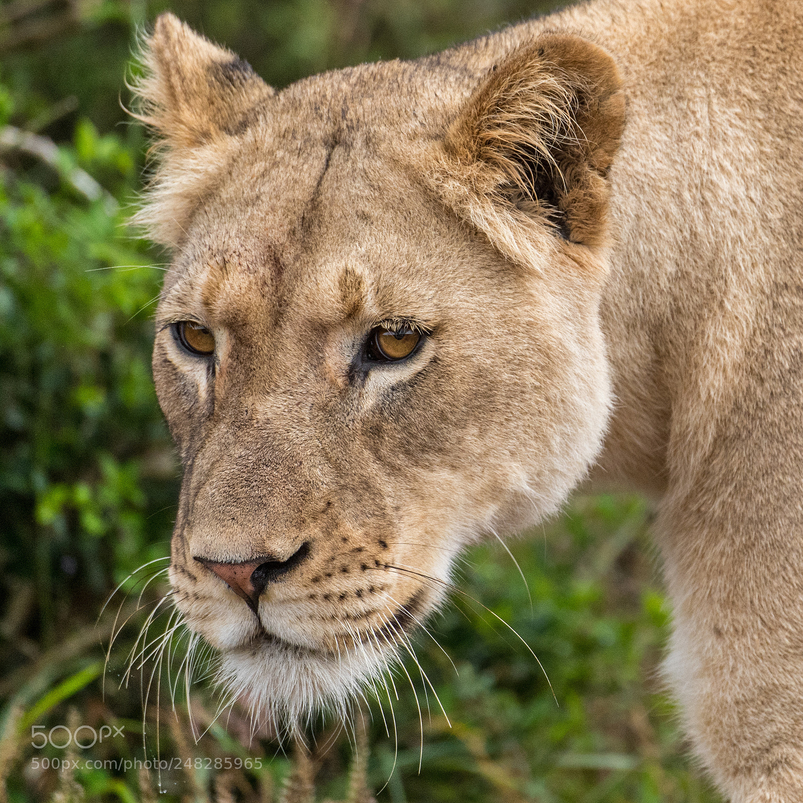Nikon D5 sample photo. Addo lioness photography