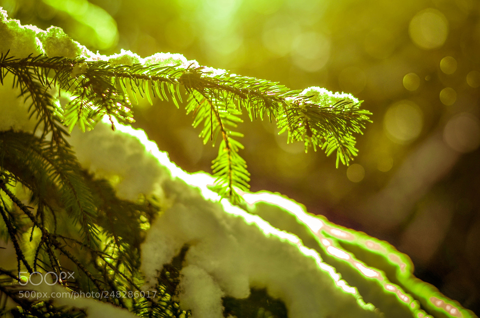 Nikon D5100 sample photo. Frozen stories photography