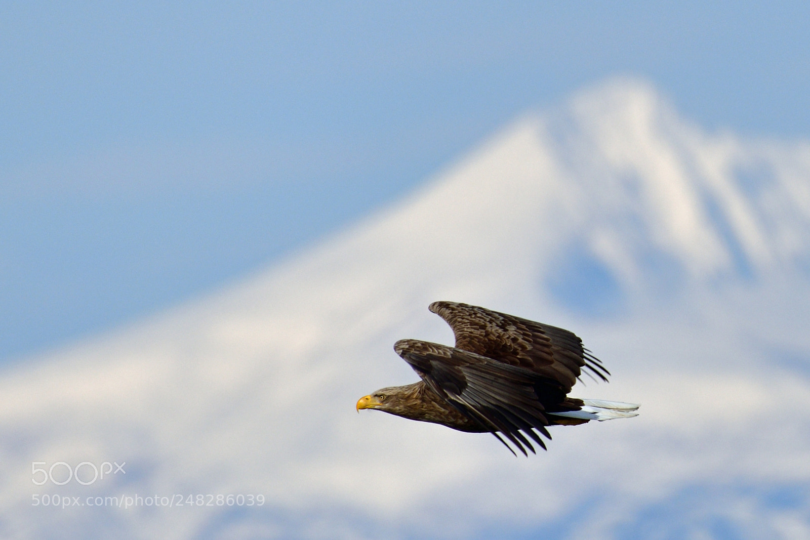 Nikon D850 sample photo. White‐tailed eagle photography