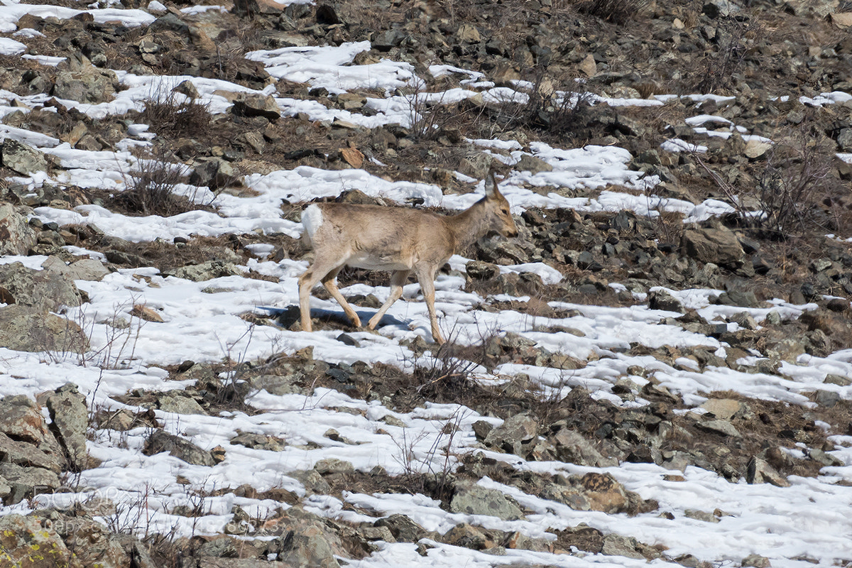 Nikon D500 sample photo. Deer photography