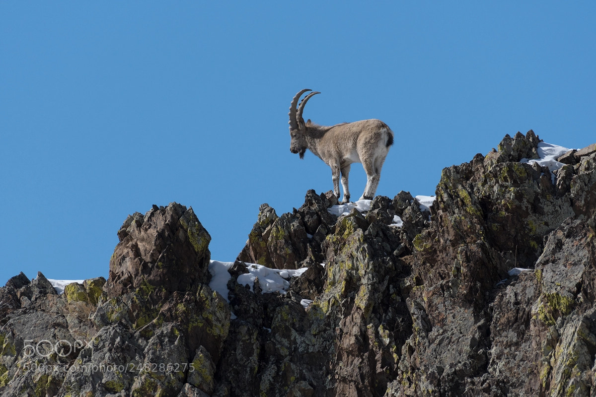 Nikon D500 sample photo. Young ibex photography