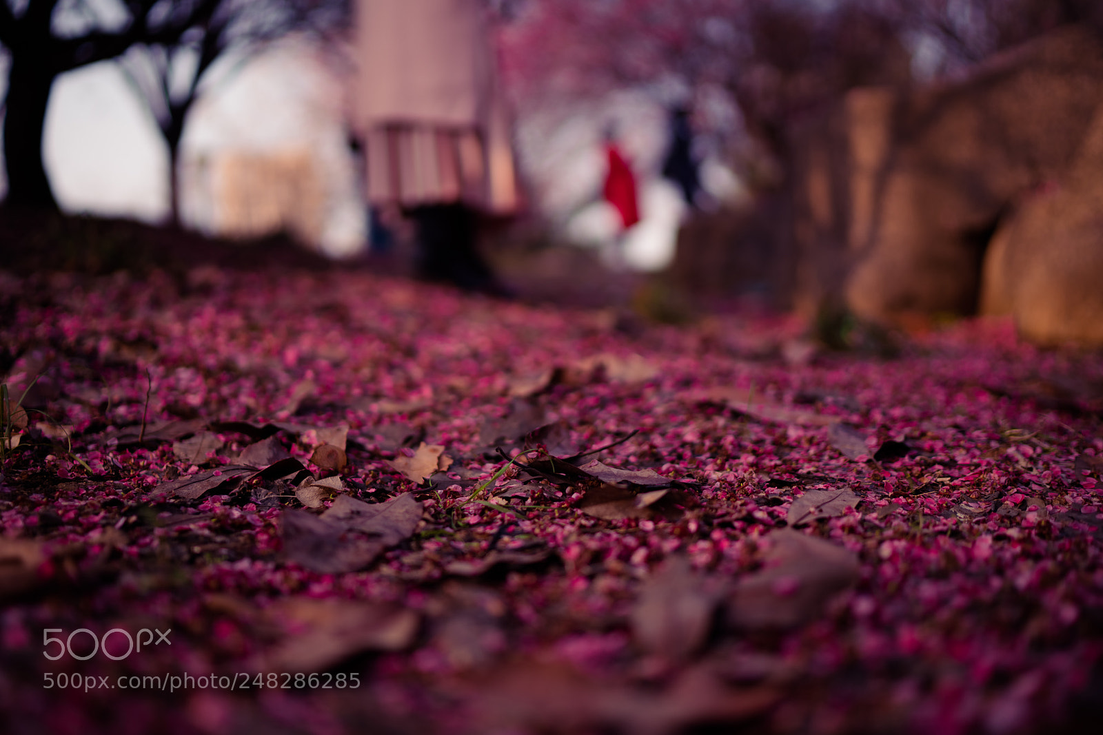 Sony a7R III sample photo. Untitled photography