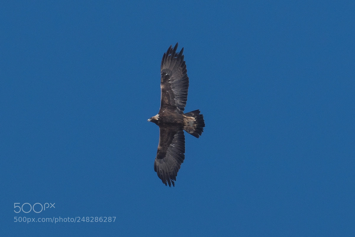 Nikon D500 sample photo. Forest eagle photography