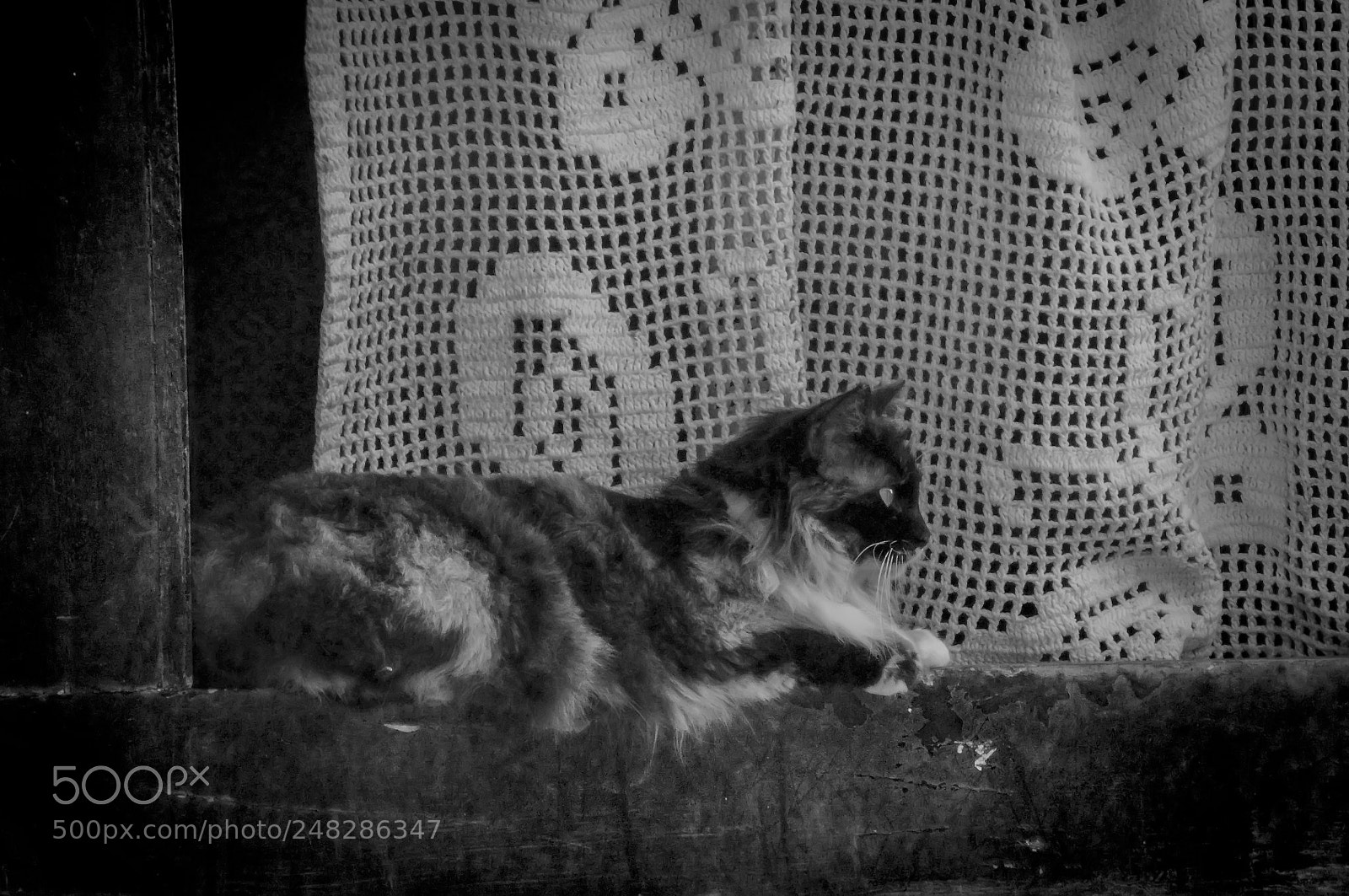 Nikon D90 sample photo. Cat in window photography