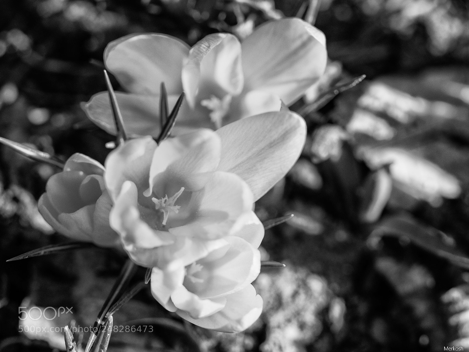 Olympus OM-D E-M1 Mark II sample photo. Springtime greetings photography