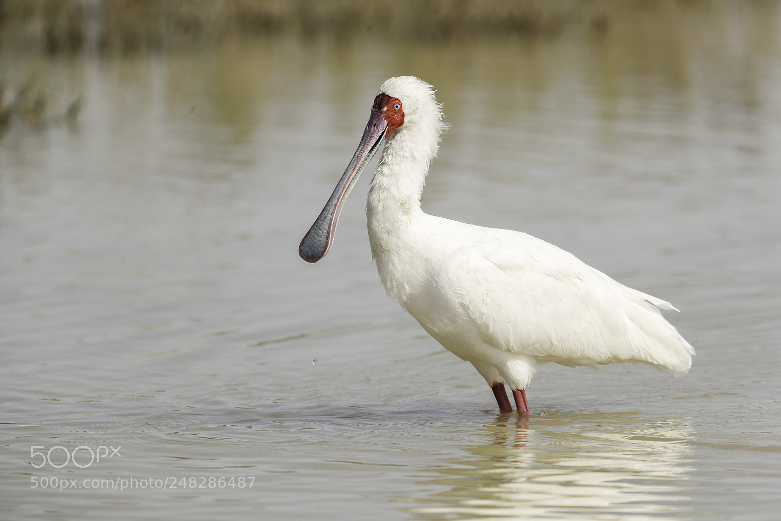 Canon EOS-1D X Mark II sample photo. Spoonbill photography