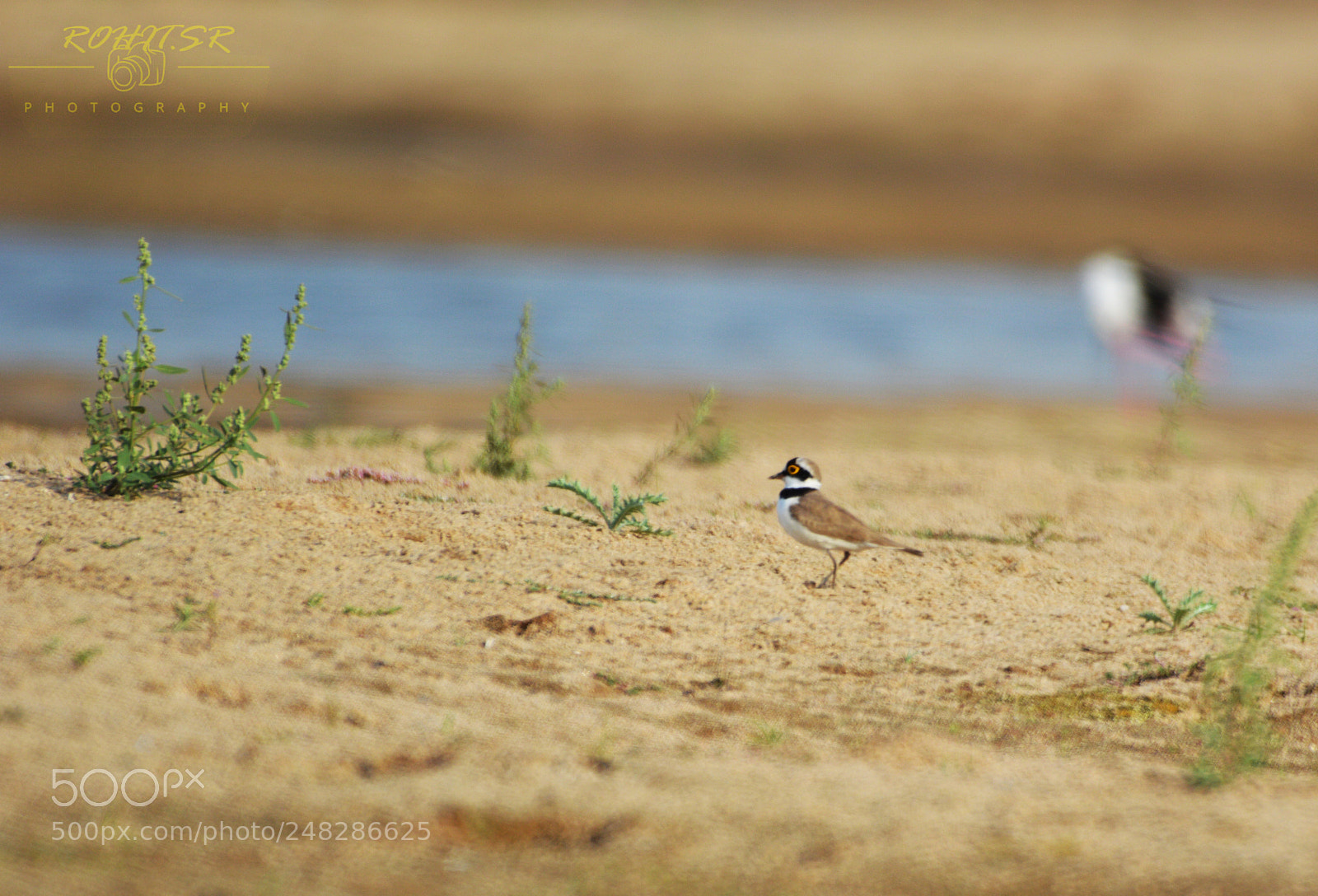 Nikon D3200 sample photo. Ringed plover photography