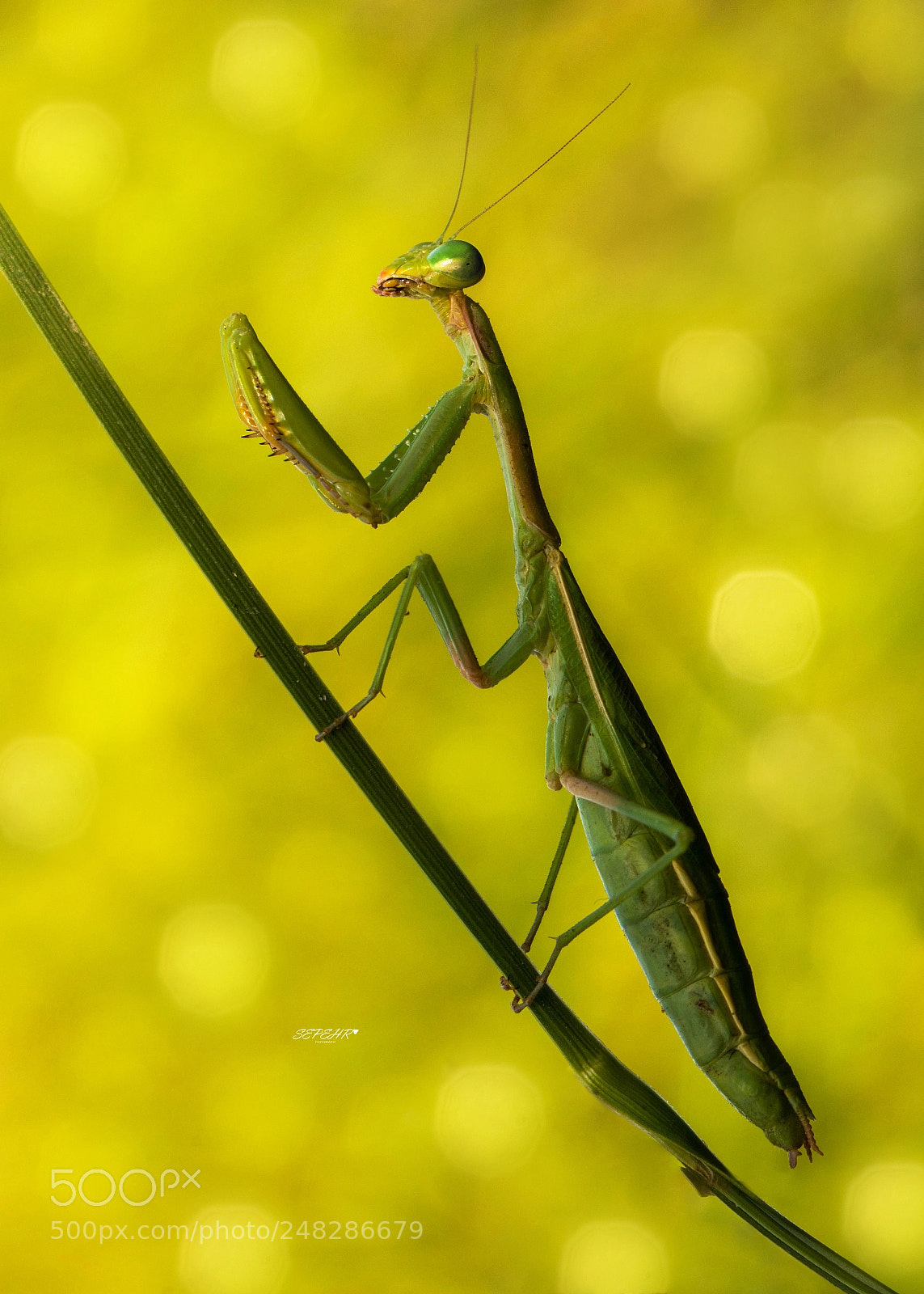 Nikon D7100 sample photo. Derakhshan photography
